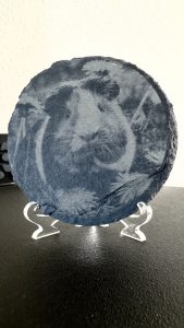 Cavia
